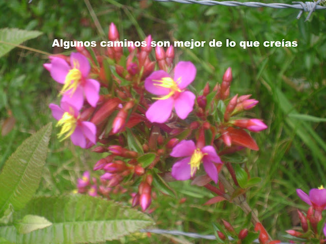 flor