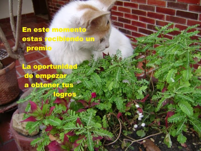 gato observando plantas