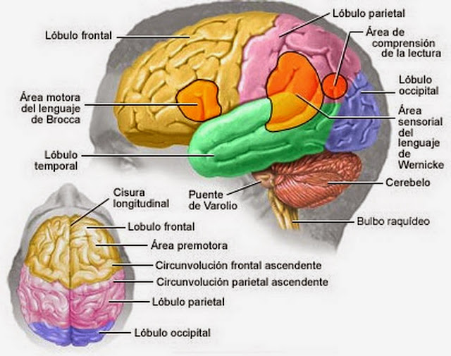 partes del cerebro